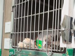 -半岛宠物医院24小时·内窥镜·牙科·碎石中心(府城大道店)