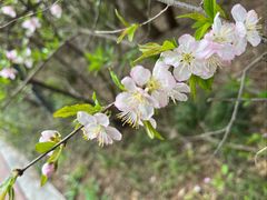 -桃花岛公园