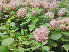-上海滨江森林公园