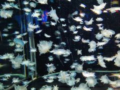 -太平洋海底世界