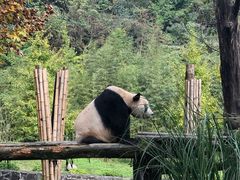 -都江堰中华大熊猫苑