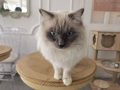 -共舞时光猫咖·狗咖(新街口店)