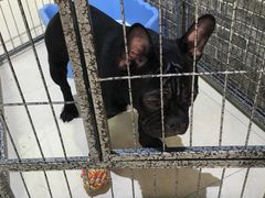 -1013 PET SHOP 宠物商店(近铁城市广场店)