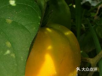 7月已走，8月刚来。继7月份芸豆、黄瓜疯长后