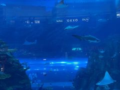 -迪拜水族馆及水下动物园
