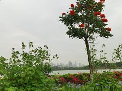 -海珠湖公园