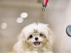 -萌宠之家·腊肠犬·马尔泰·小体犬舍