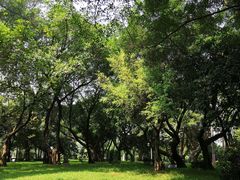 -王借岗森林公园