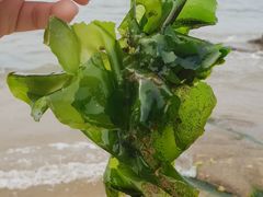 -北戴河东海水浴场
