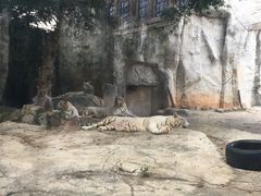 -灵玲国际马戏城