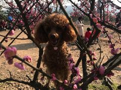 -香雪海