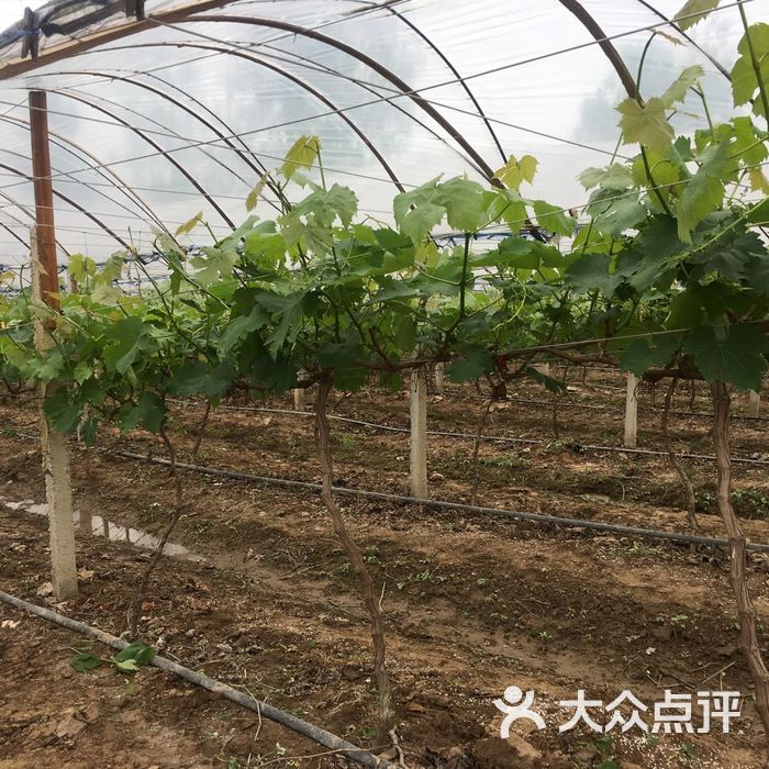 绿然葡萄火龙果采摘园图片-郑州采摘\/农家乐