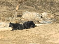 -北京野生动物园