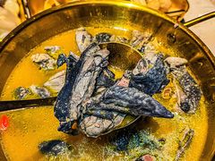 -Darling Queen·Mini·Live·House