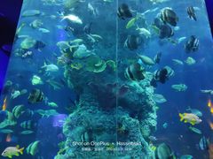 -芜湖新华联大白鲸海洋公园