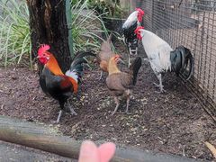 -费瑟代尔野生动物园