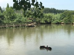 -溱湖国家湿地公园