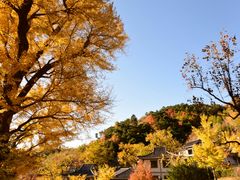 景点-遵化市禅林寺古银杏风景园