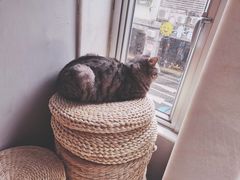 -猫儿山۰猫主题餐厅
