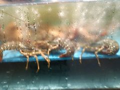 -阿伟海鲜楼·福建菜(延寿店)