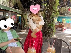 -柴犬高等学院·狗咖·柴犬售卖·宠物训练