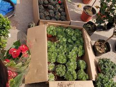 -中环花鸟鱼虫市场