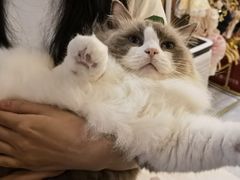 -MOCHA明星猫咖(田子坊店)