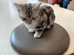 -飞行喵MR PILOT|猫舍·猫咖(静安大融城店)