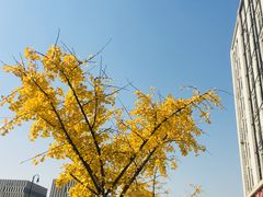 -万达影城(江桥万达广场IMAX店)