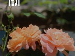 -馬蘭花開(车站大道店)