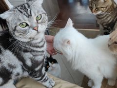 -Catmate·猫肥家润(金润铂宫店)