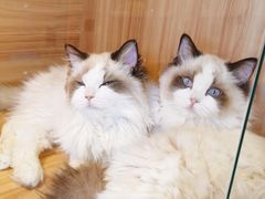-猫十亿·布偶金渐层·曼基康矮脚猫舍(青年路店)