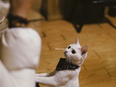 -猫色咖啡·猫咖