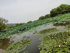 -长兴太湖图影湿地文化园