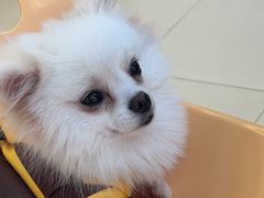 -怪兽屋·羊驼·猫咖·狗咖(俊华广场店)