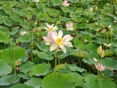 -莲花池公园