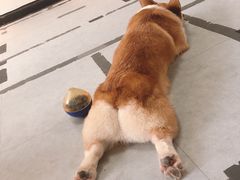 -汪说·狗咖(旺城大厦店)