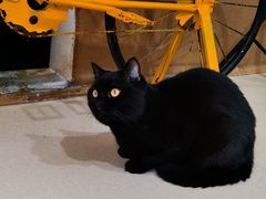 -猫在这儿猫咪咖啡馆·撸猫馆