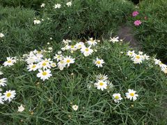 -龙大花卉苗木市场