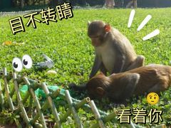 -上海野生动物园