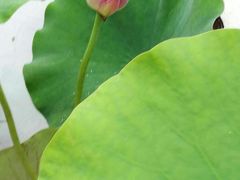 -龙湖东院农庄(乡间小路店)