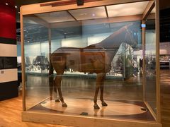 -墨尔本博物馆(Melbourne Museum)