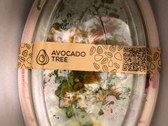 -油梨树 AVOCADO TREE(亮马桥店)