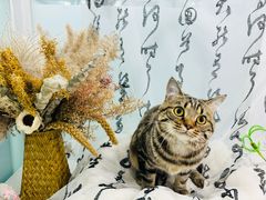 -爱洗澡的猫(望京店)