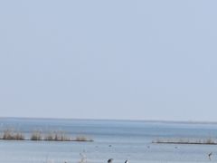 -盐城丹顶鹤湿地生态旅游区