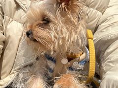 -派特宠物医院(圆融广场店)