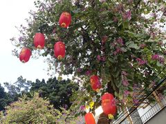 -越秀西湖花市(广州城市广场花卉店)