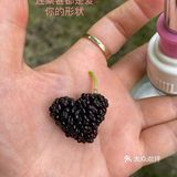 长沙摘桑葚的好地方