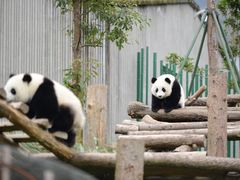 -卧龙中华大熊猫苑神树坪基地