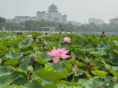 -莲花池公园